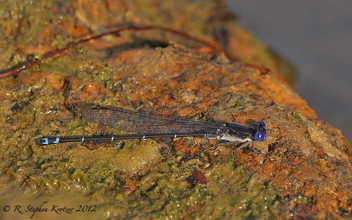 Argia translata, male